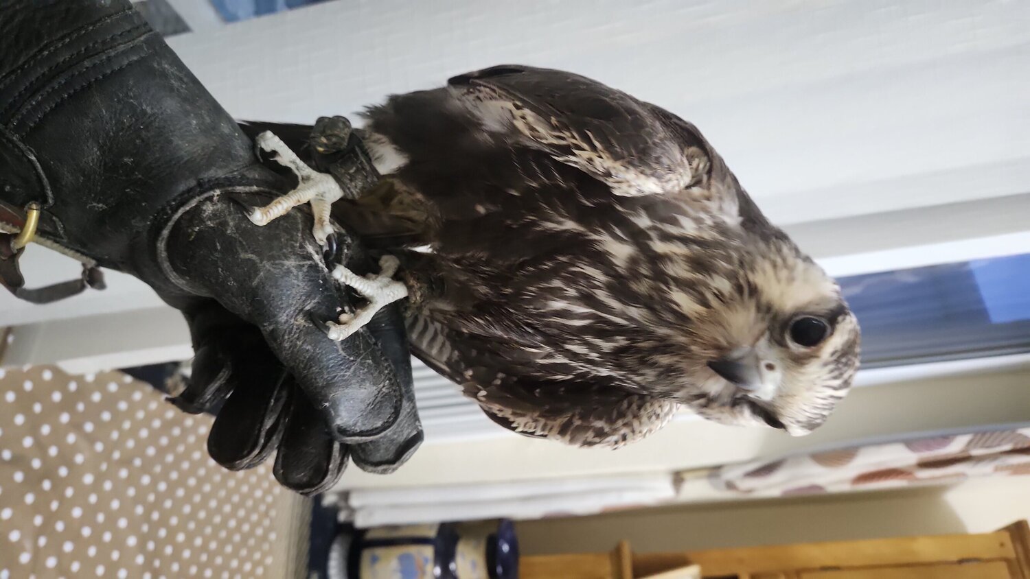 Falcons