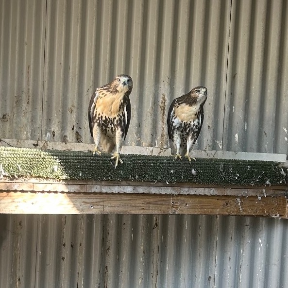 2026 Ferrutails Ready Now Male and Female in {LOCATION}