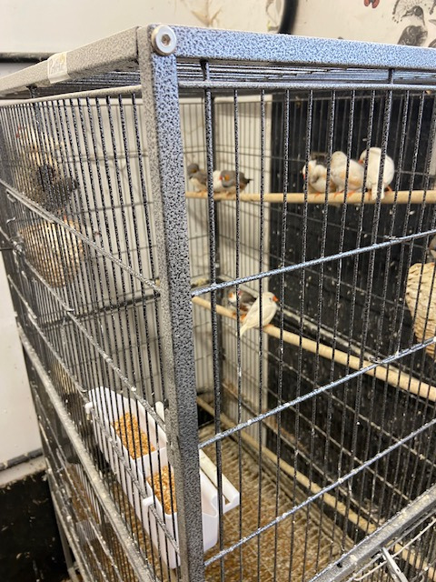 13 Zebra Finches £30 for lot in {LOCATION}