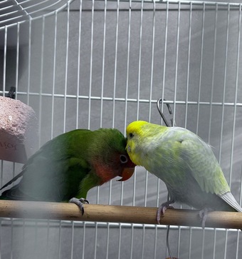 Lovebird 5 months old and a budgie (age unknown) 