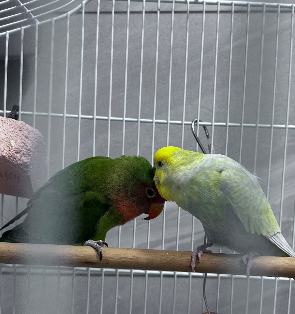 Lovebird 5 months old and a budgie (age unknown)  in {LOCATION}