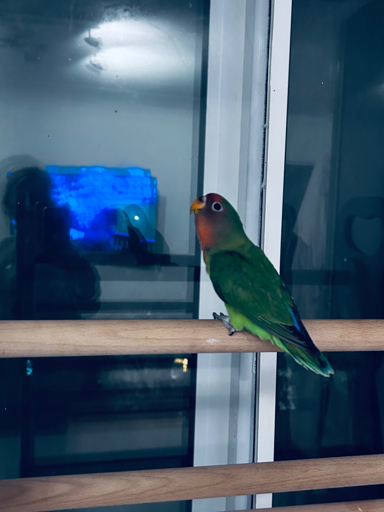 Lovebirds