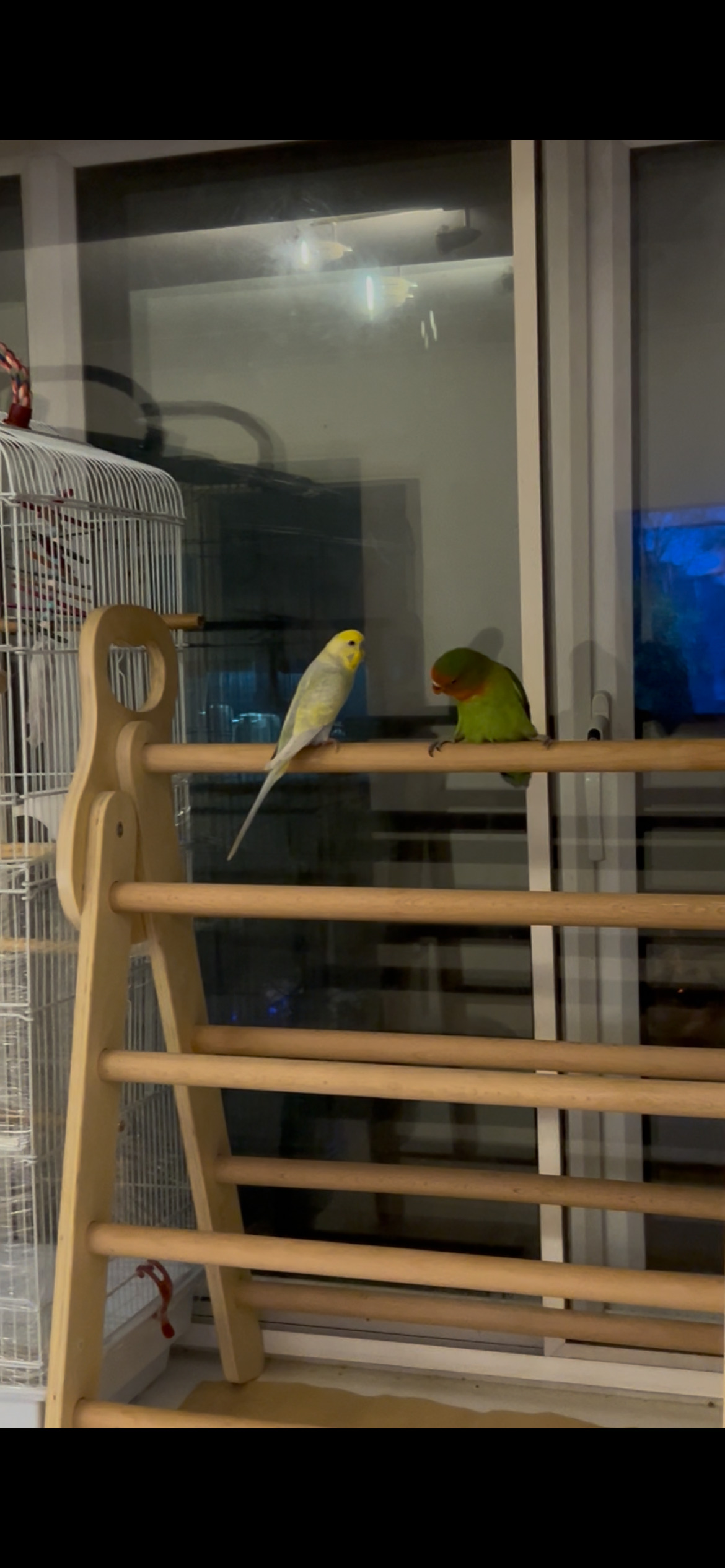 Lovebirds - {TYPE}