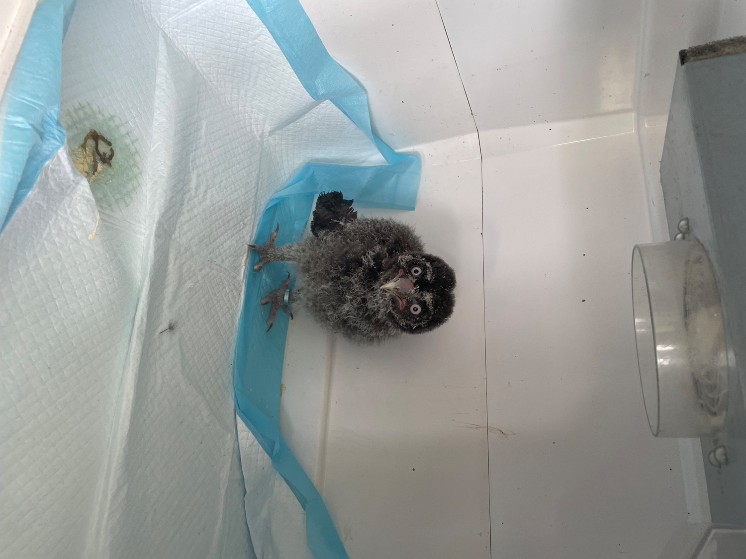 Great grey owlet in {LOCATION}