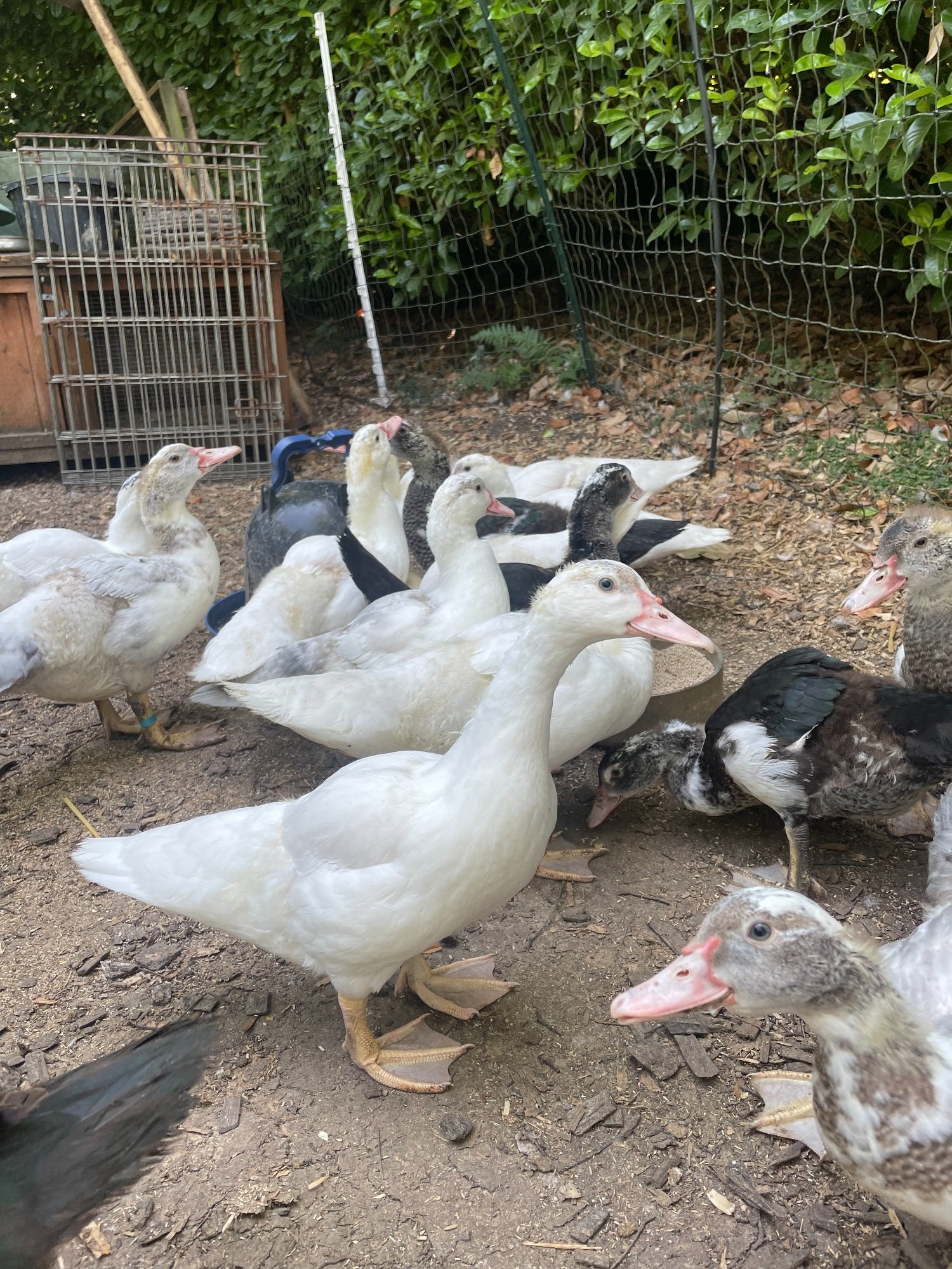 Gorgeous Muscovy ducklings 11 weeks old in {LOCATION}