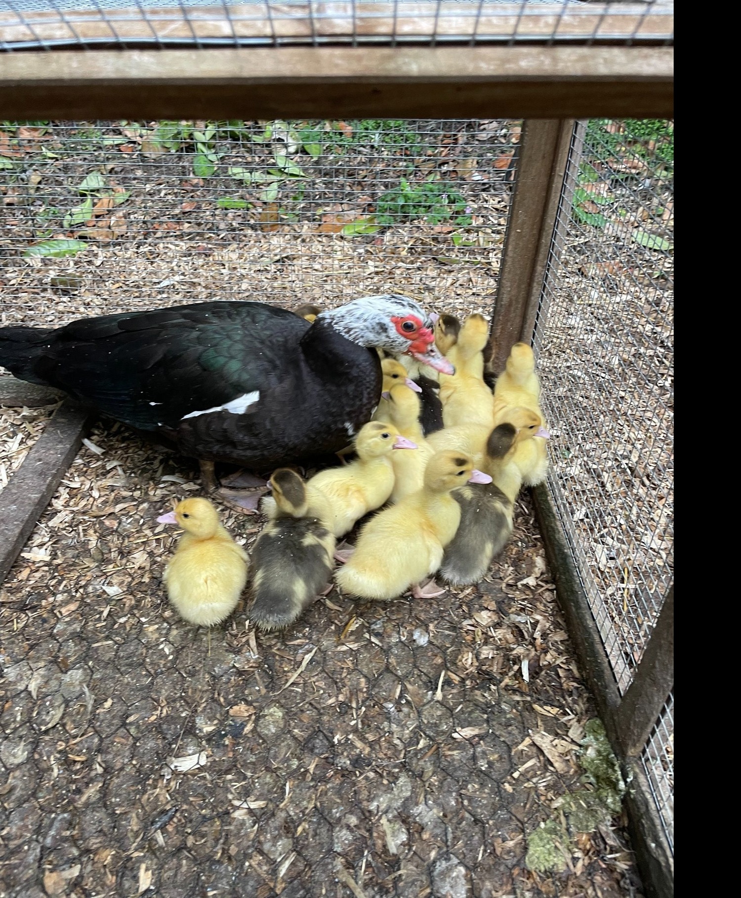 Ducks