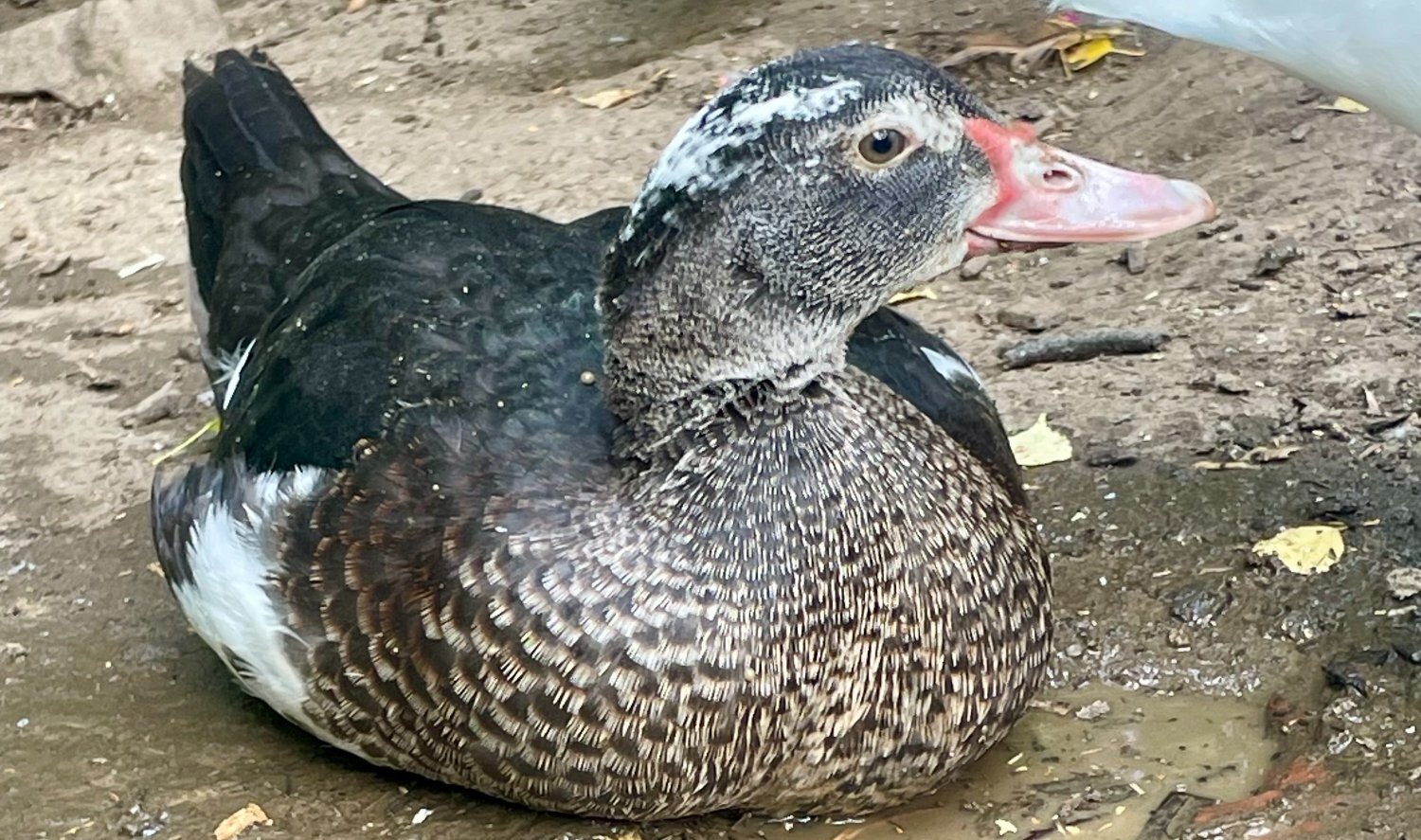 Ducks - {TYPE}