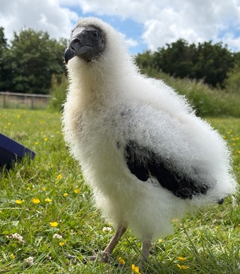 Turkey Vulture for sale
