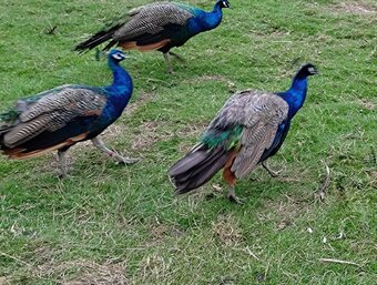 Two year old peacocks for sale