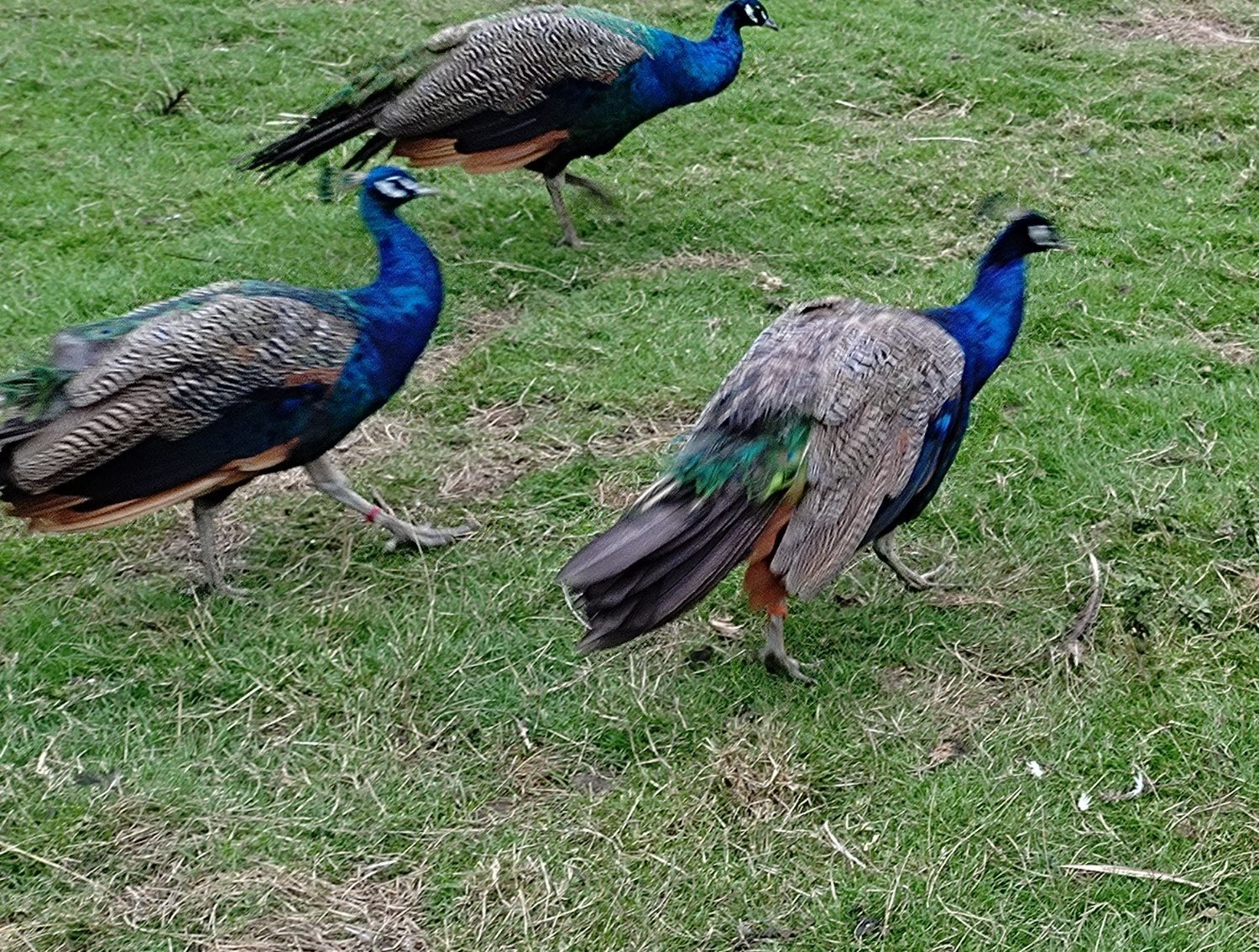 Two year old peacocks for sale in {LOCATION}