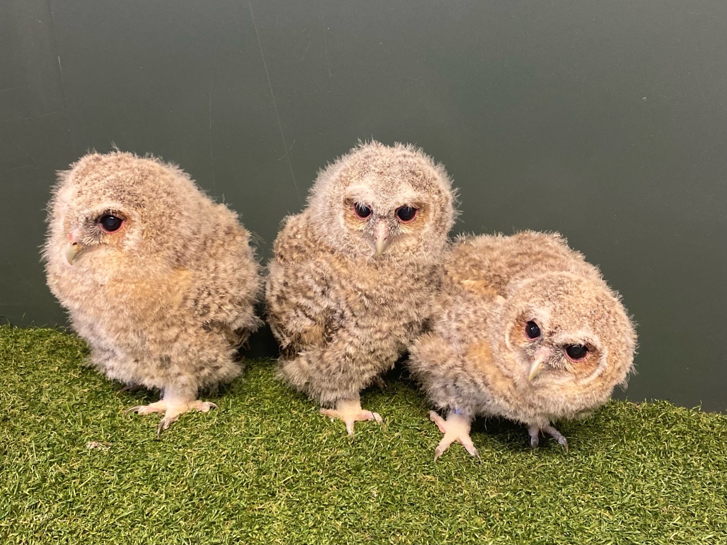 Tawny Owls for sale in {LOCATION}