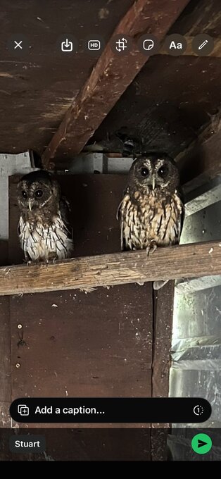 Pair mottled owls for sale