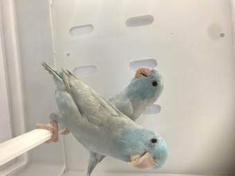 Parrotlet Pairs mutations