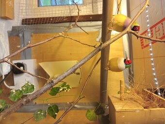  GOULDIAN FINCHES and Canaries for sale 