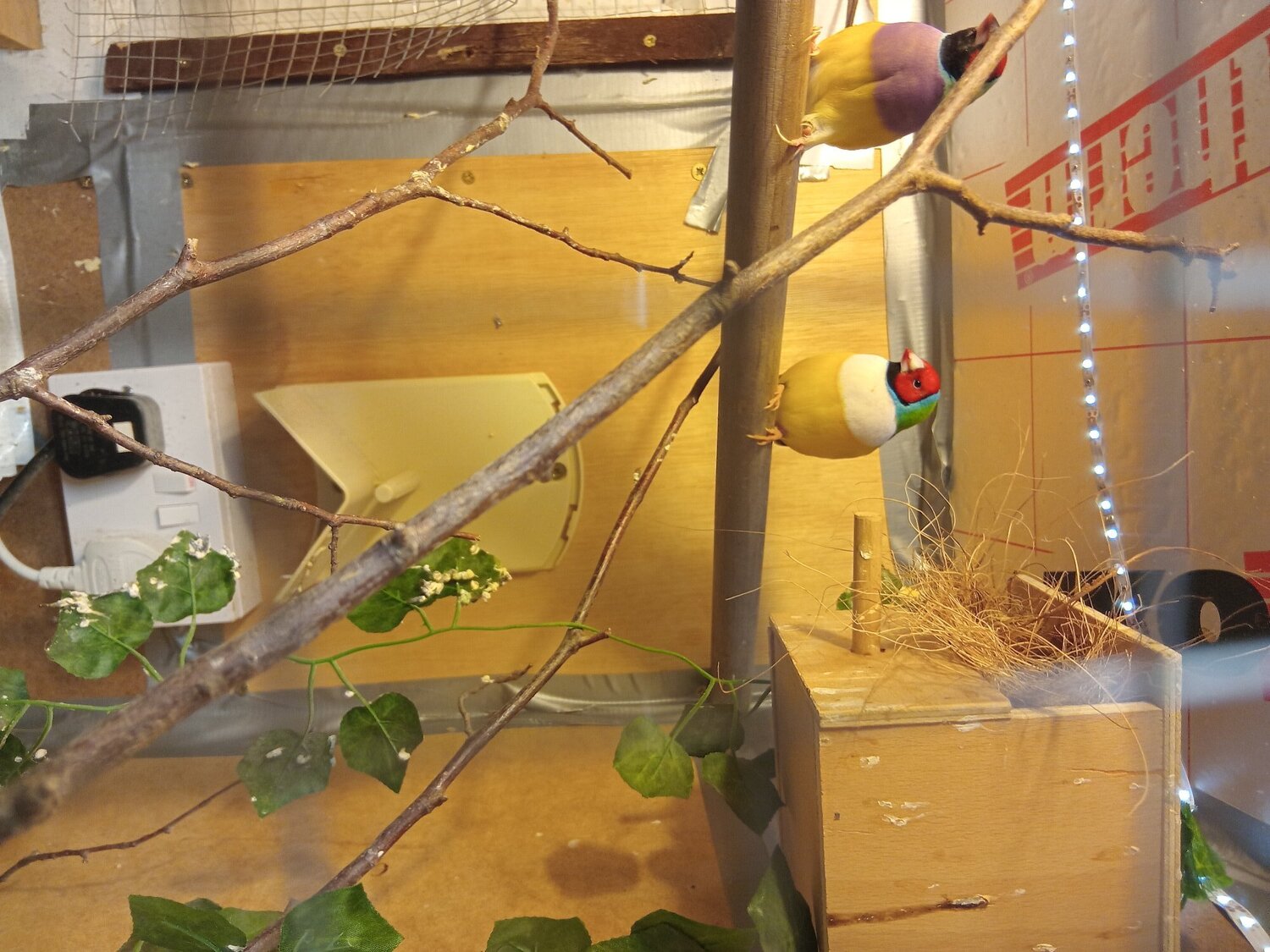 Finches