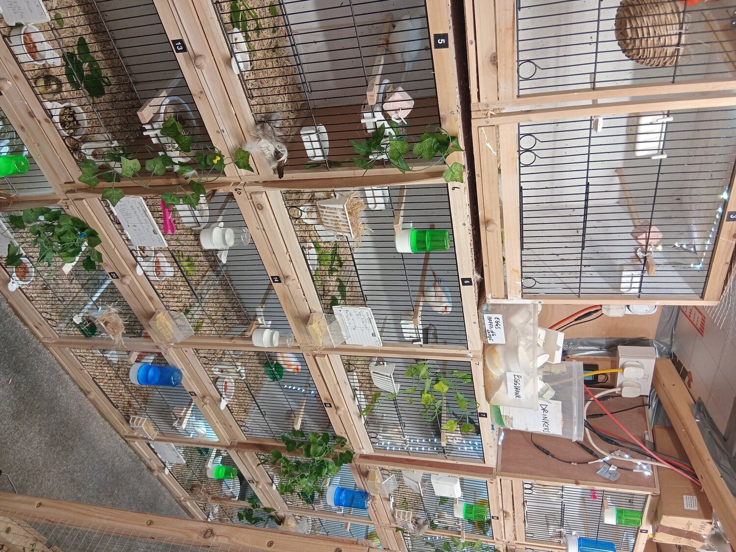 Finches - {TYPE}