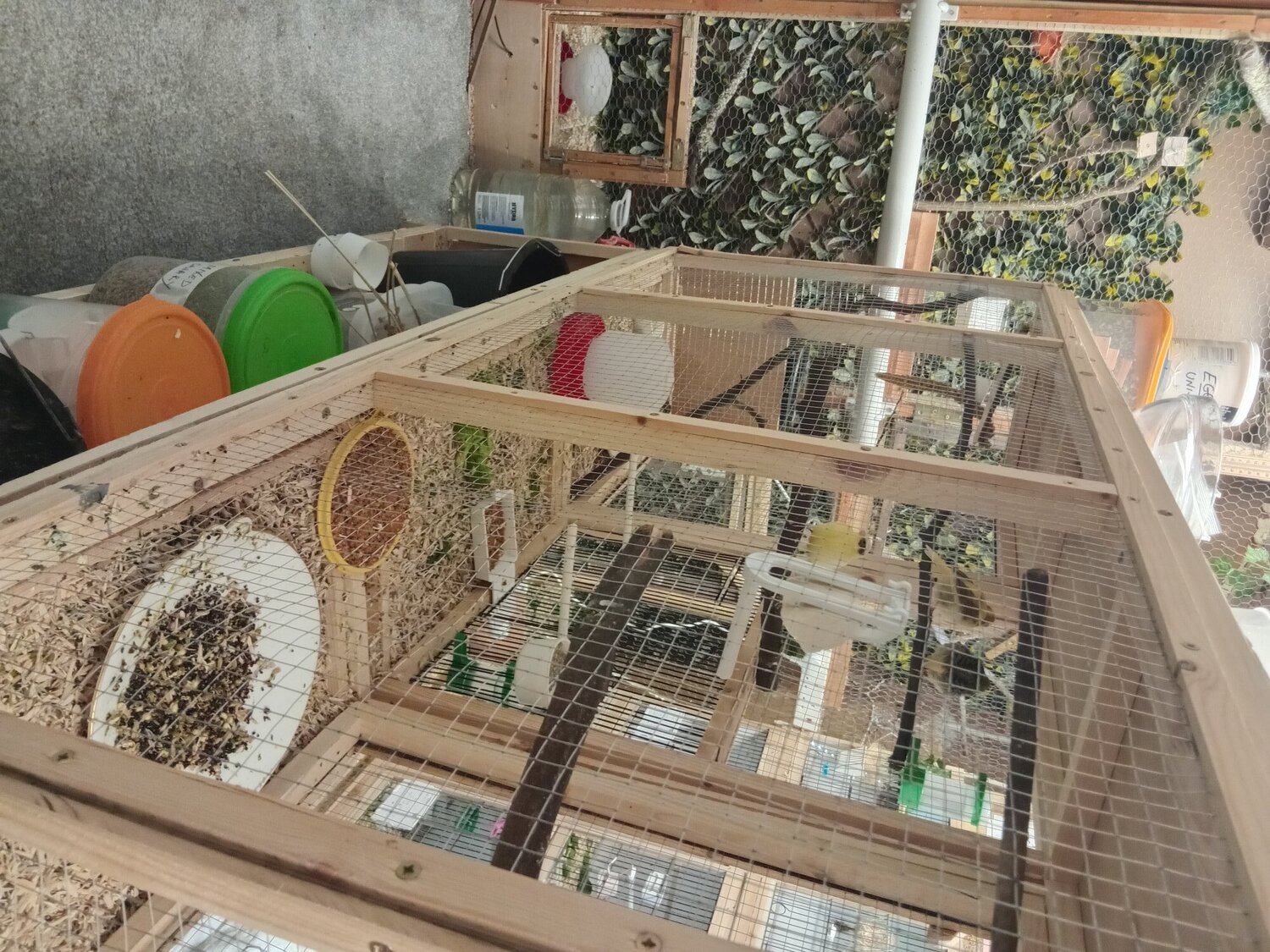 Finches -  GOULDIAN FINCHES and Canaries for sale 