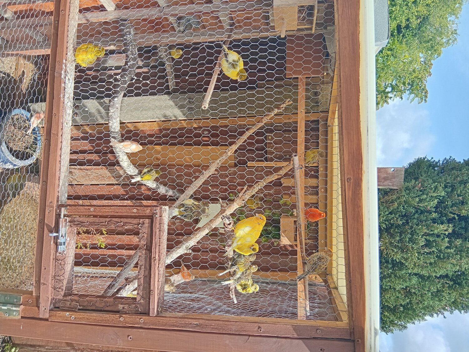  GOULDIAN FINCHES and Canaries for sale  - Finches