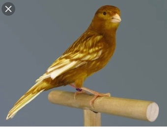 Phaeo and Red Black Canaries