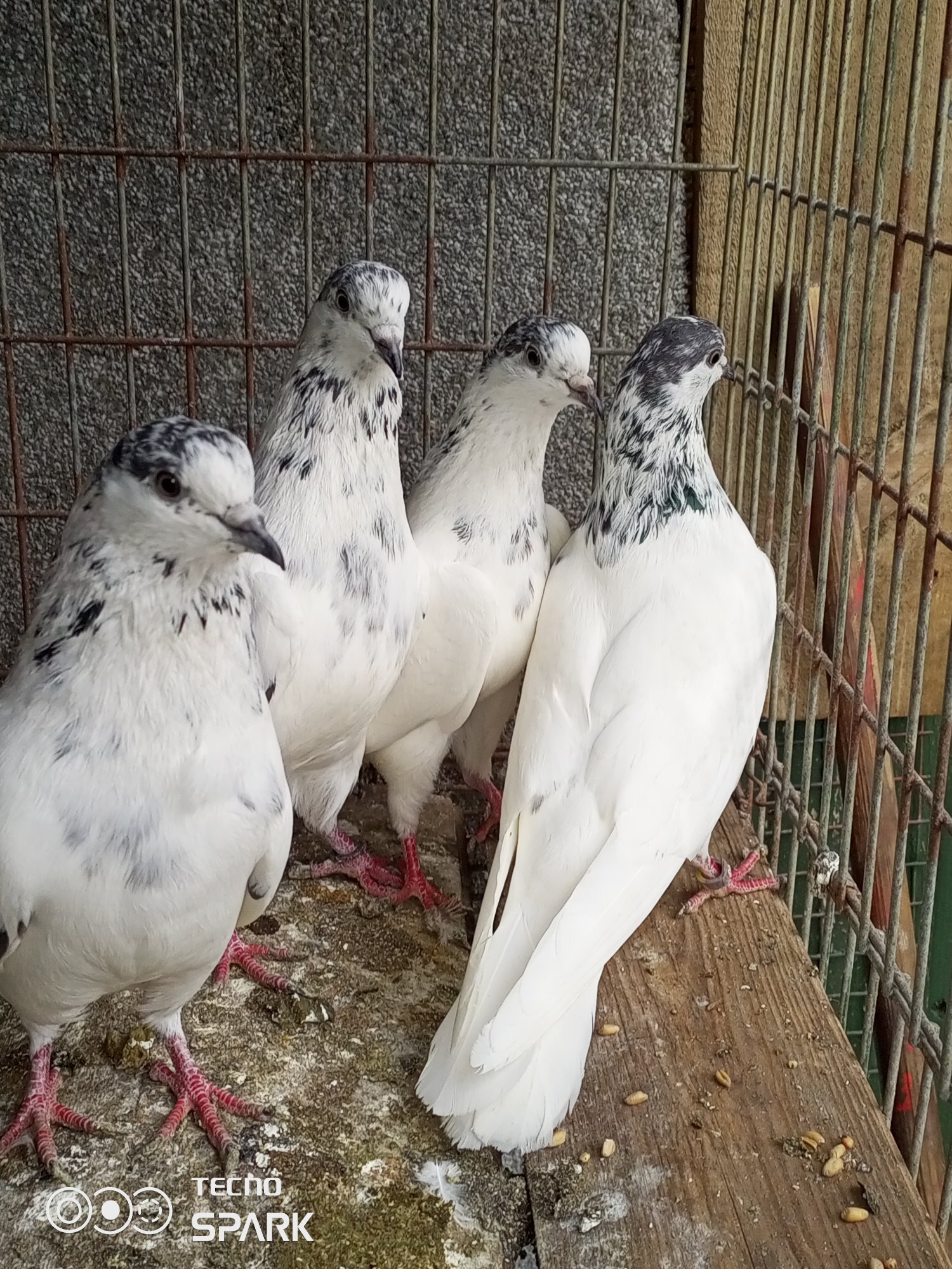 35 waleh sialkoti Pakistani high flyers 4 in {LOCATION}