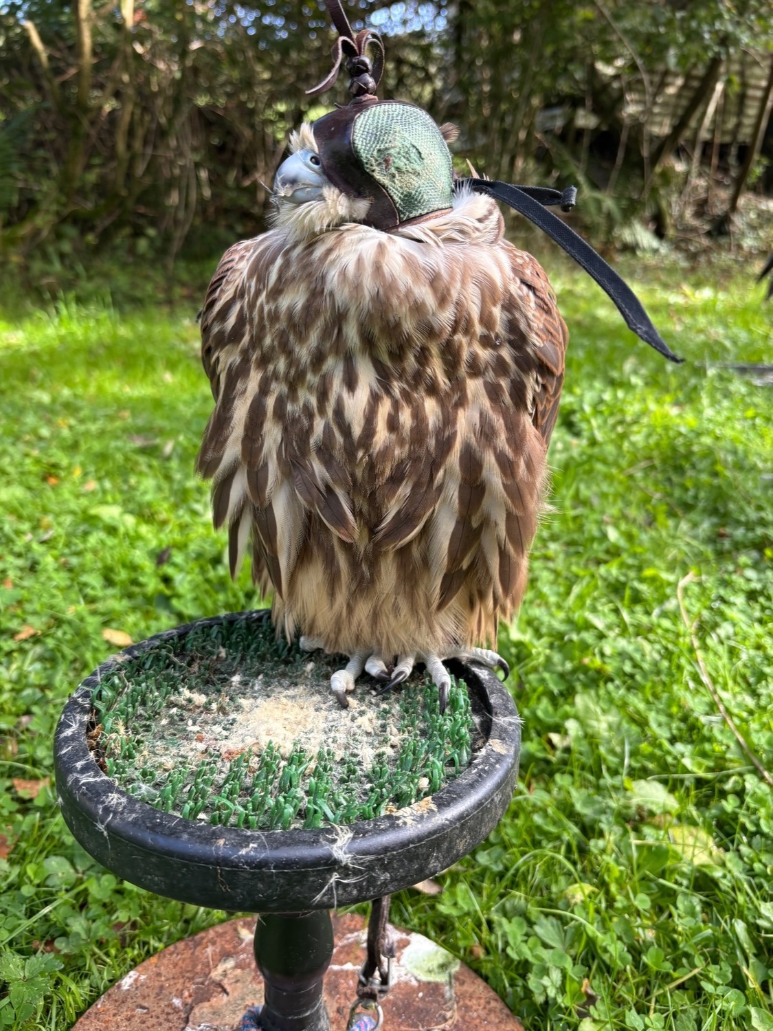 Falcons