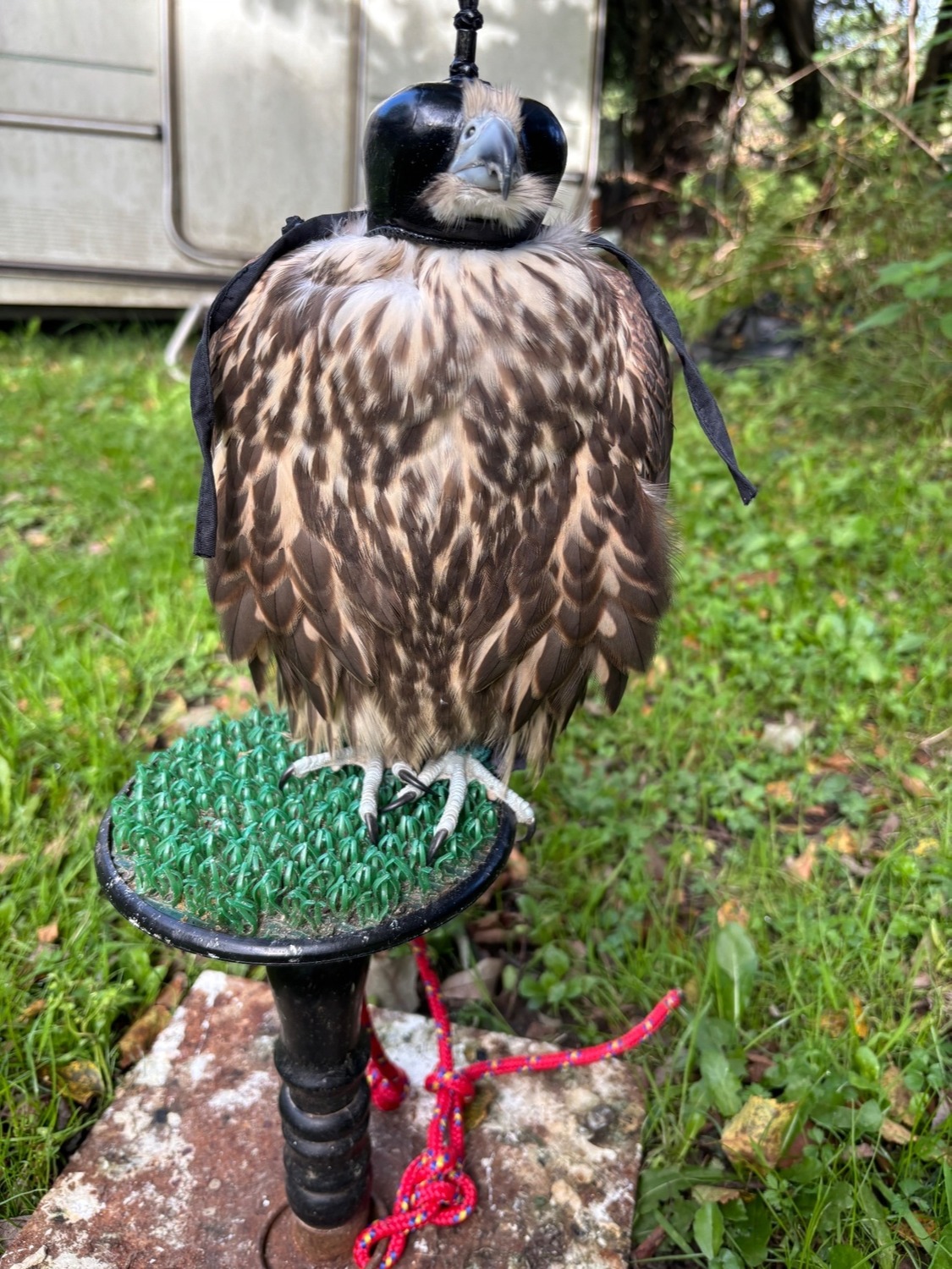 Falcons - {TYPE}