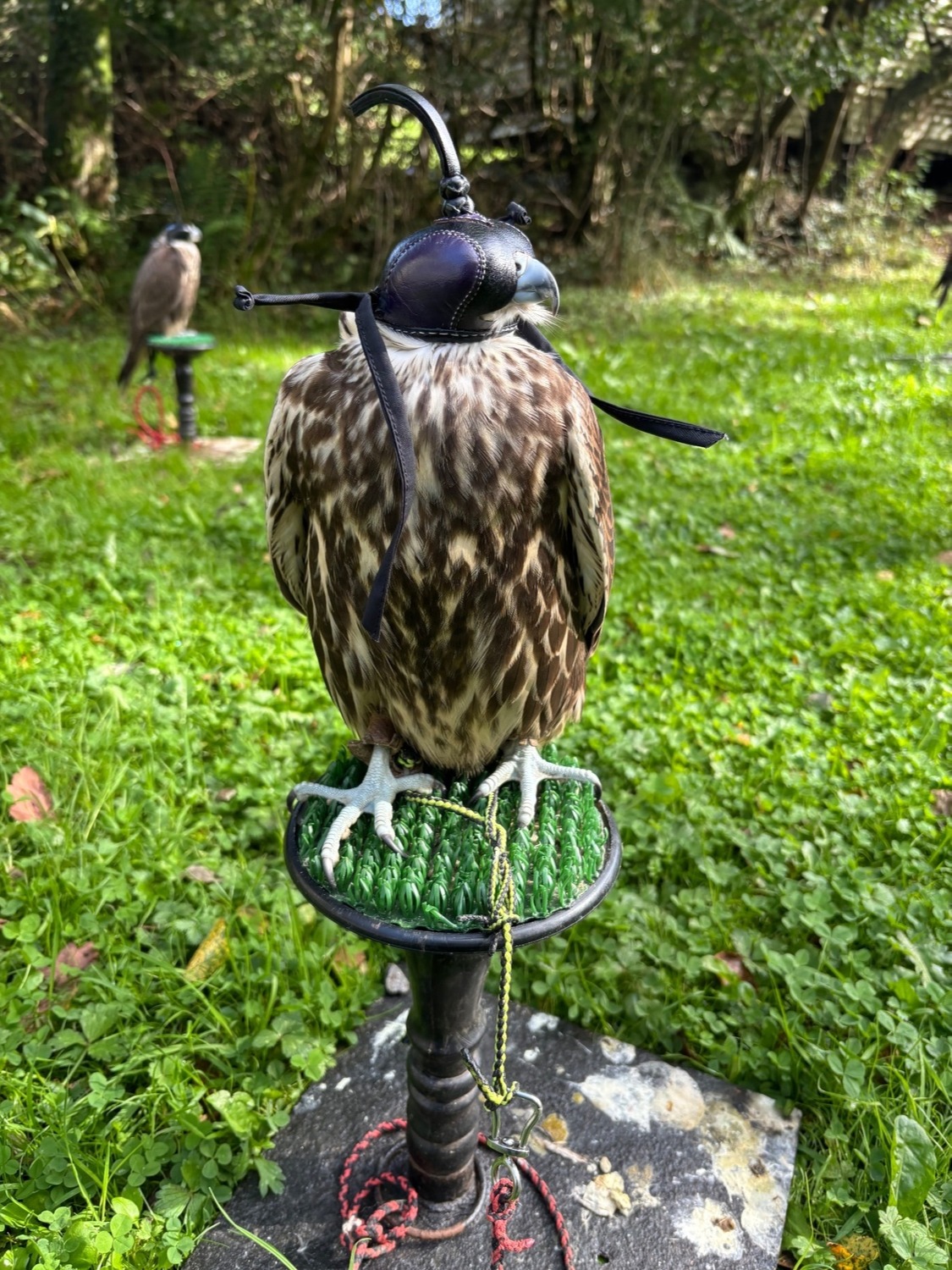Falcons - Male Sakers available 