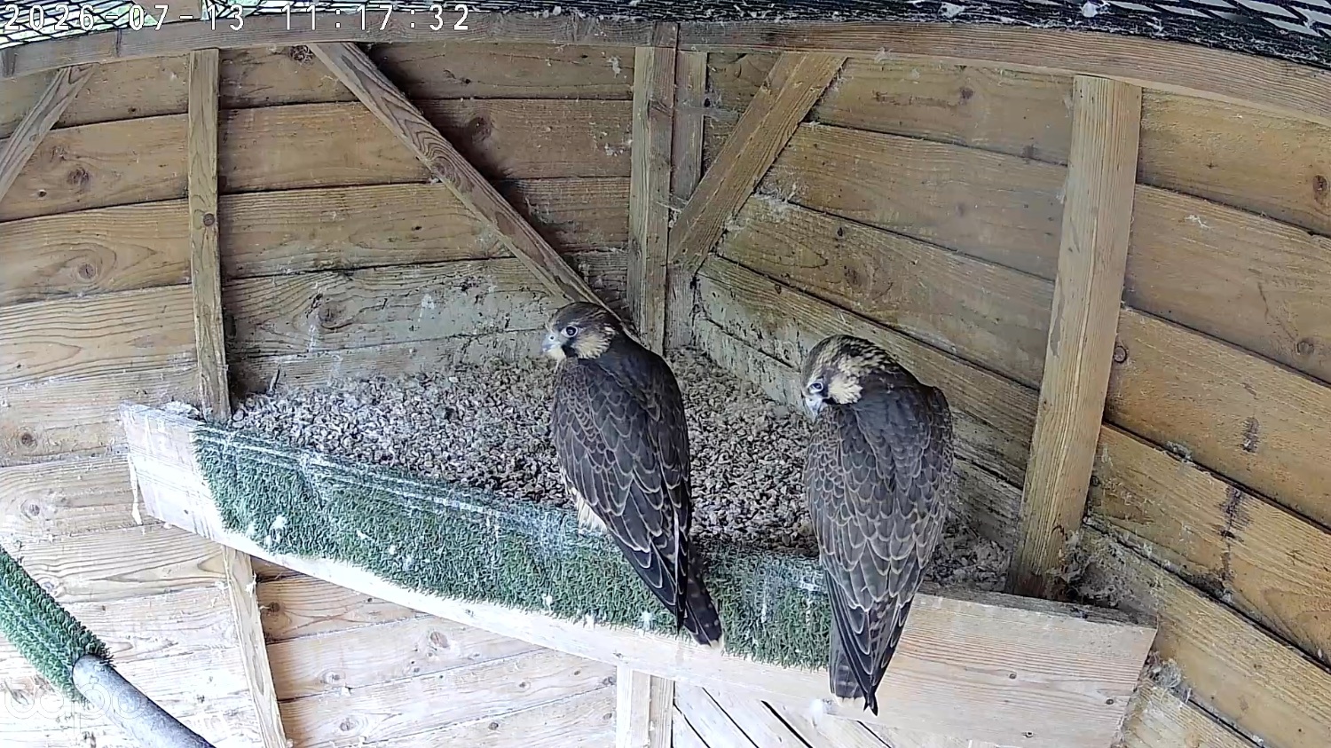 Falcons