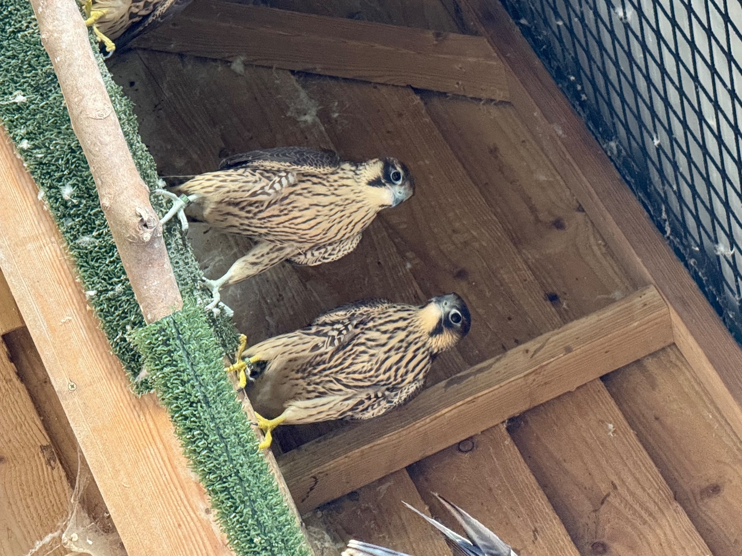 Falcons - {TYPE}