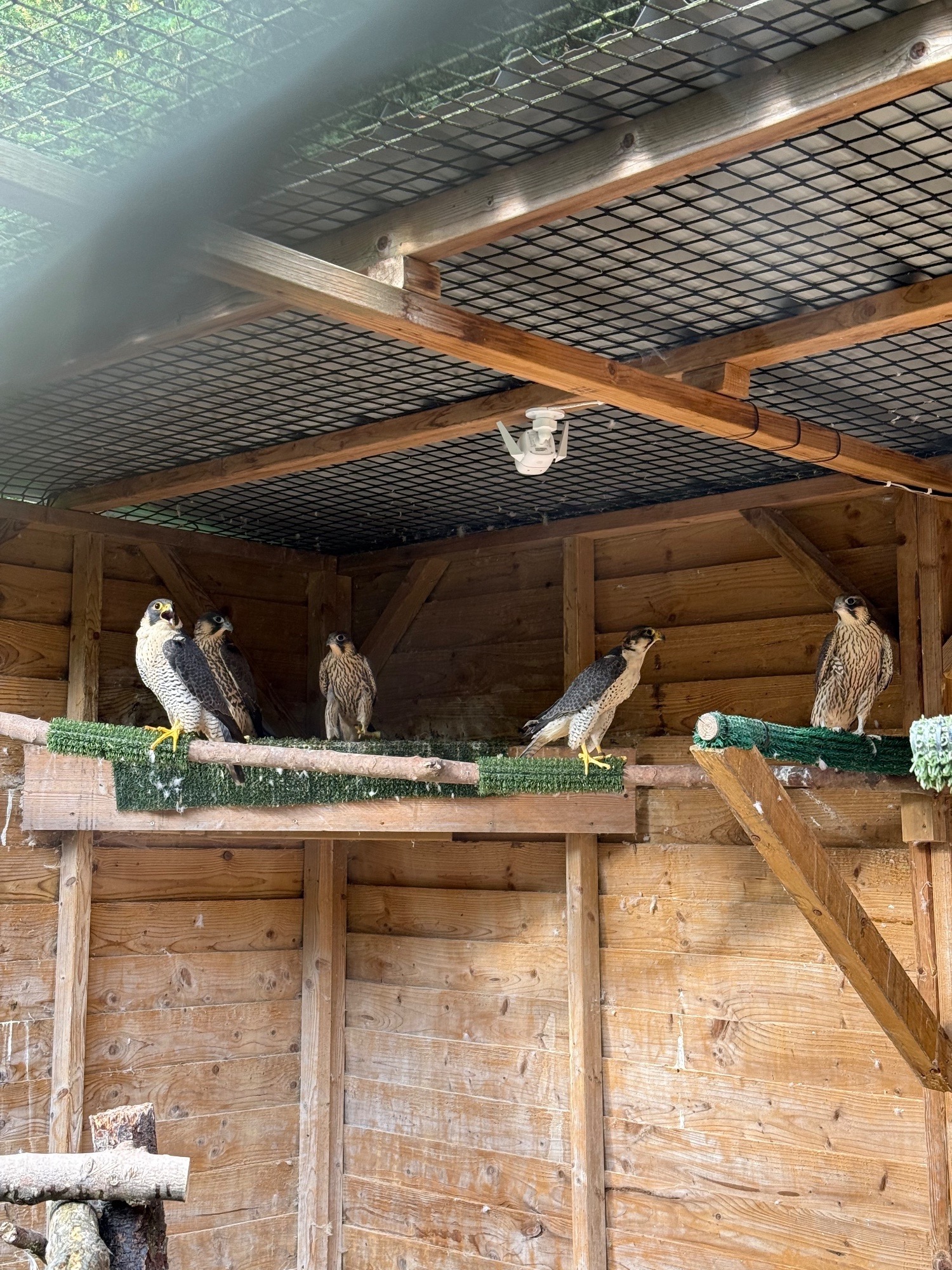 Falcons - 2026, 3/4 Peregrine X Sakers