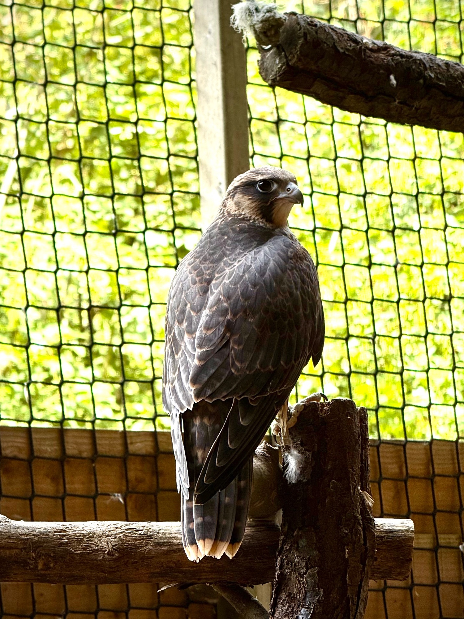 2026, 3/4 Peregrine X Sakers - Falcons