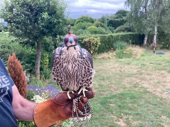 Peregrine Falcon 2026
