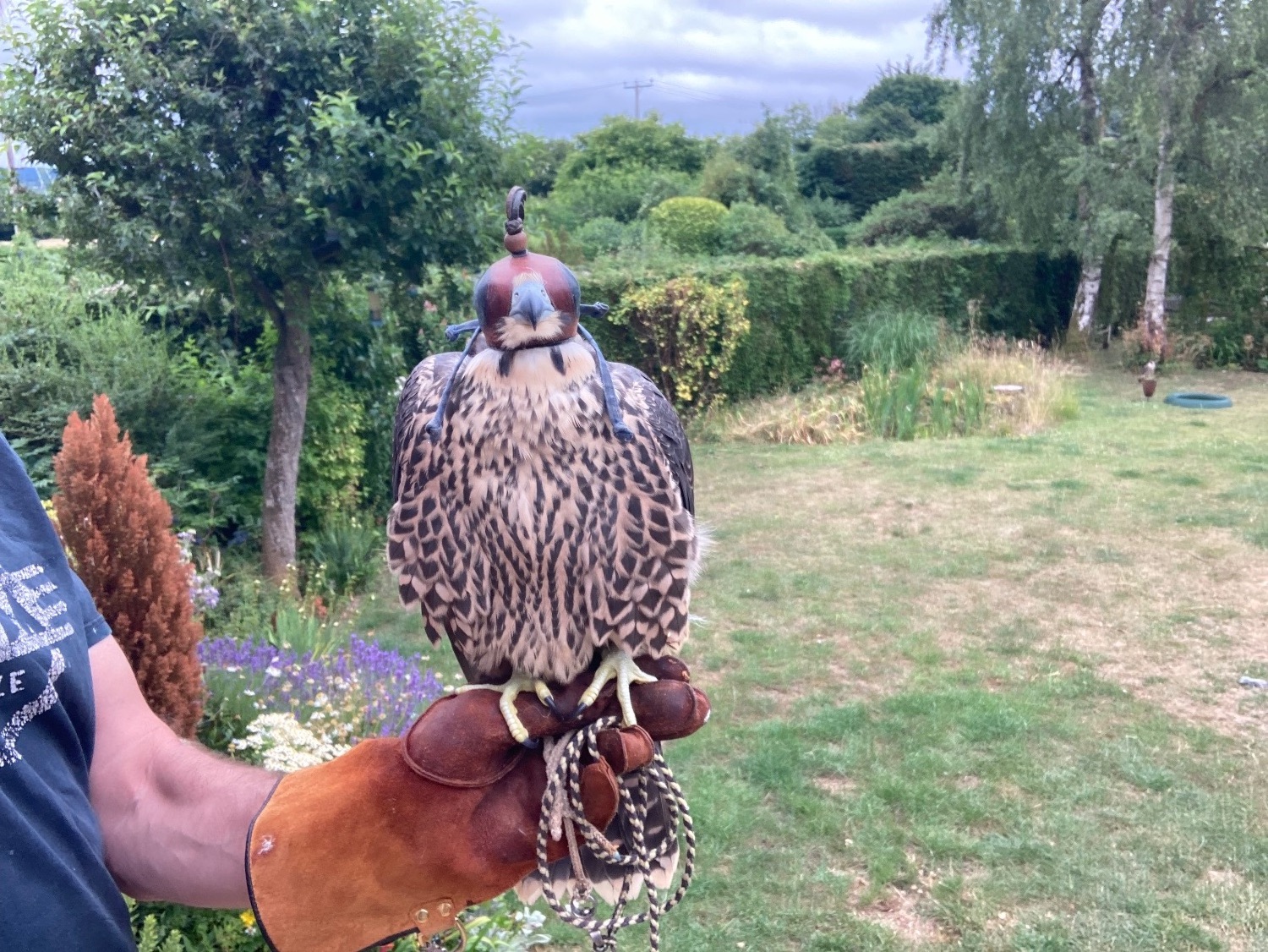Peregrine Falcon 2026 in {LOCATION}