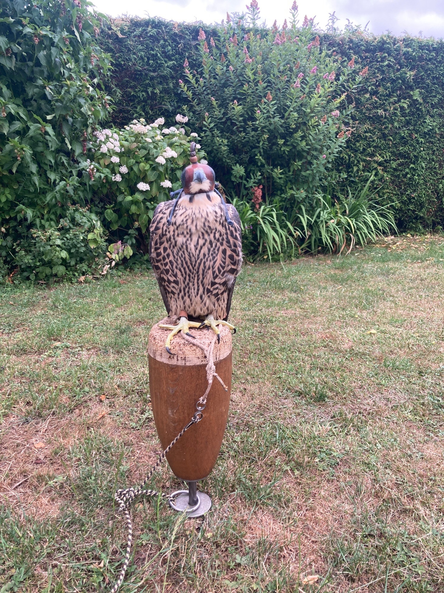 Falcons