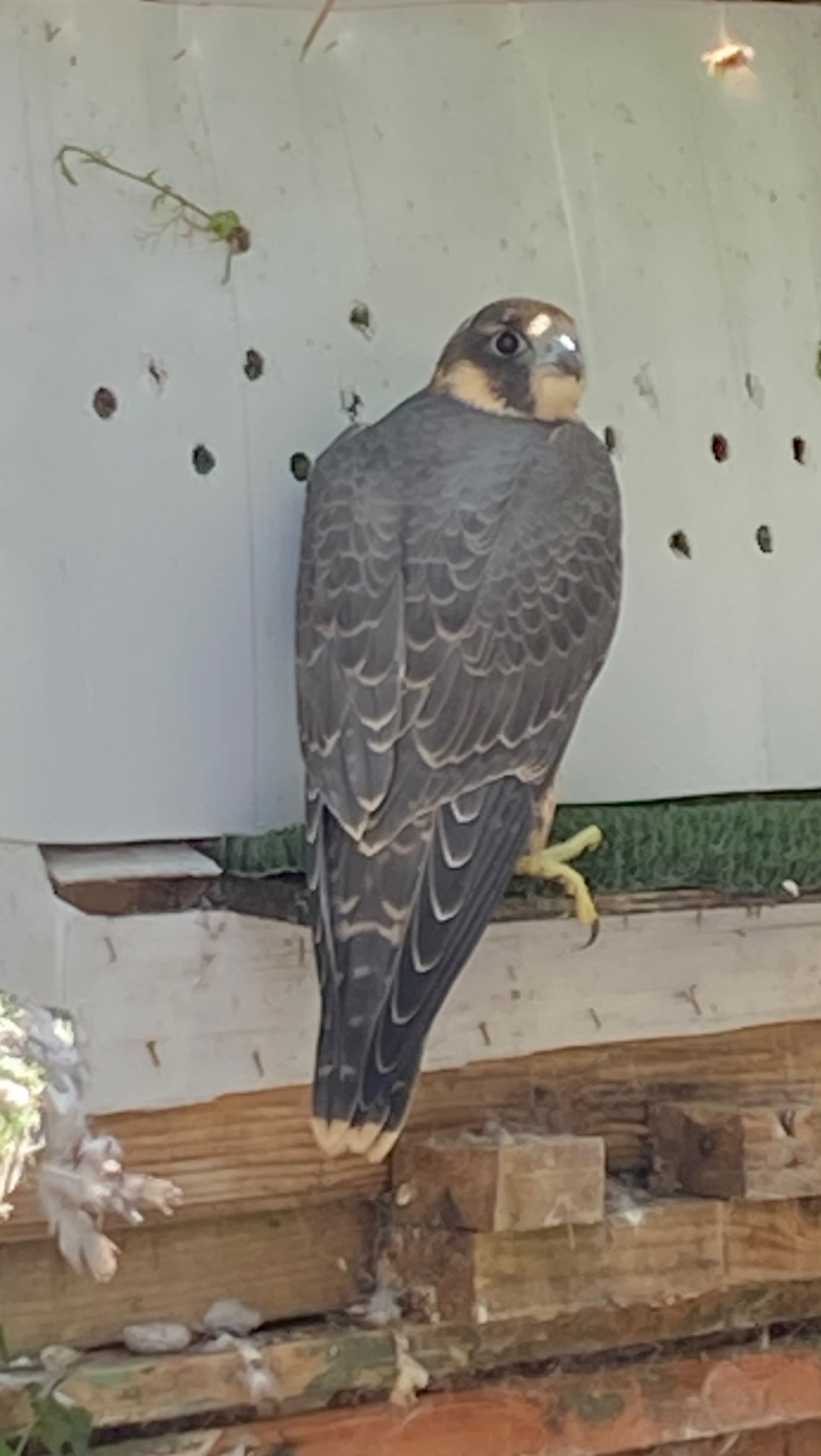 Falcons - {TYPE}