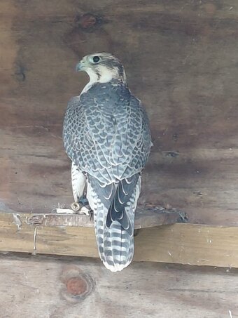 Peri/Saker male for sale