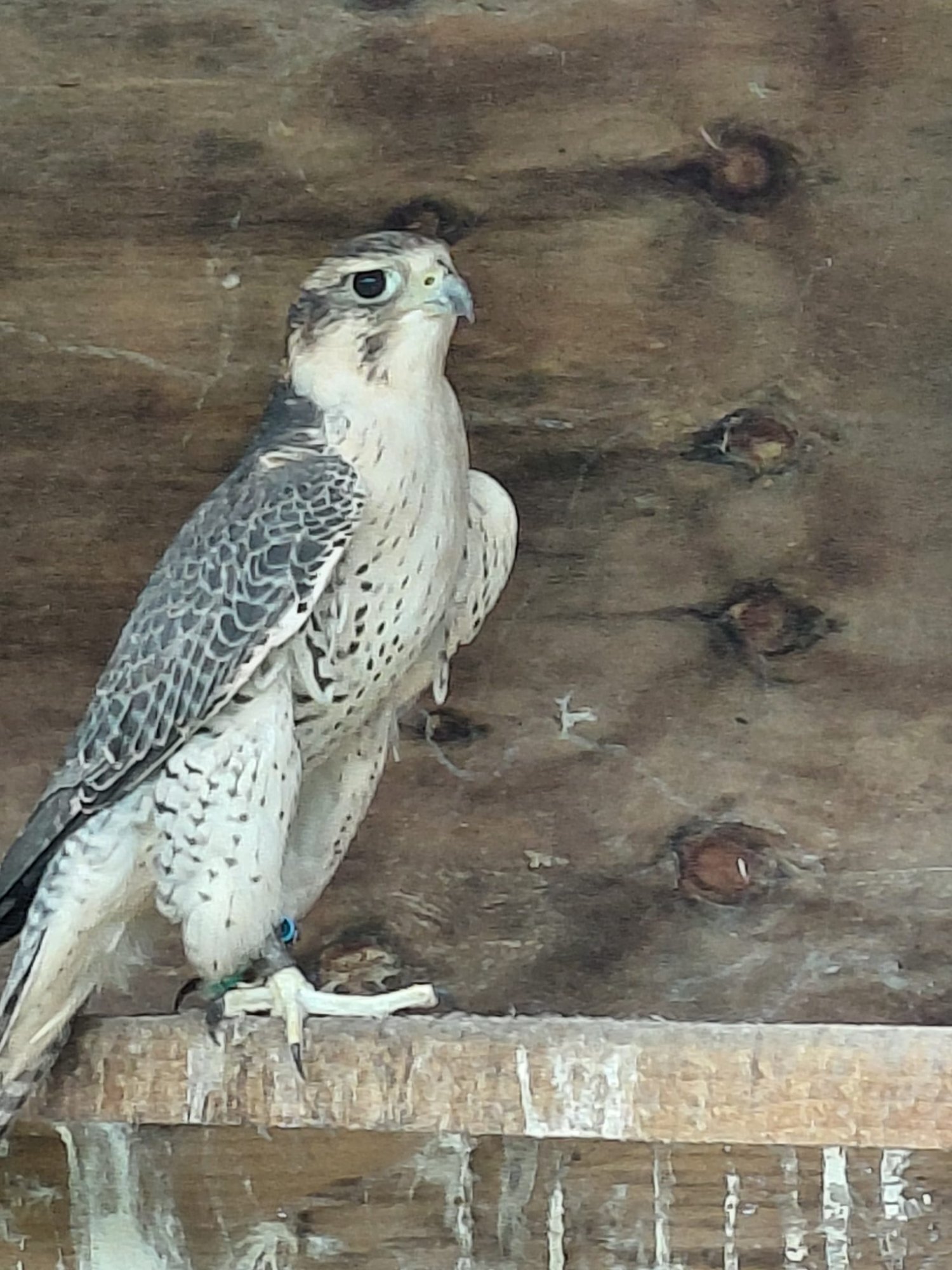Hawks - {TYPE}
