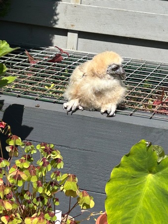 Spectacled owl for sale  DNA’d male  Hand reared. 4 weeks old