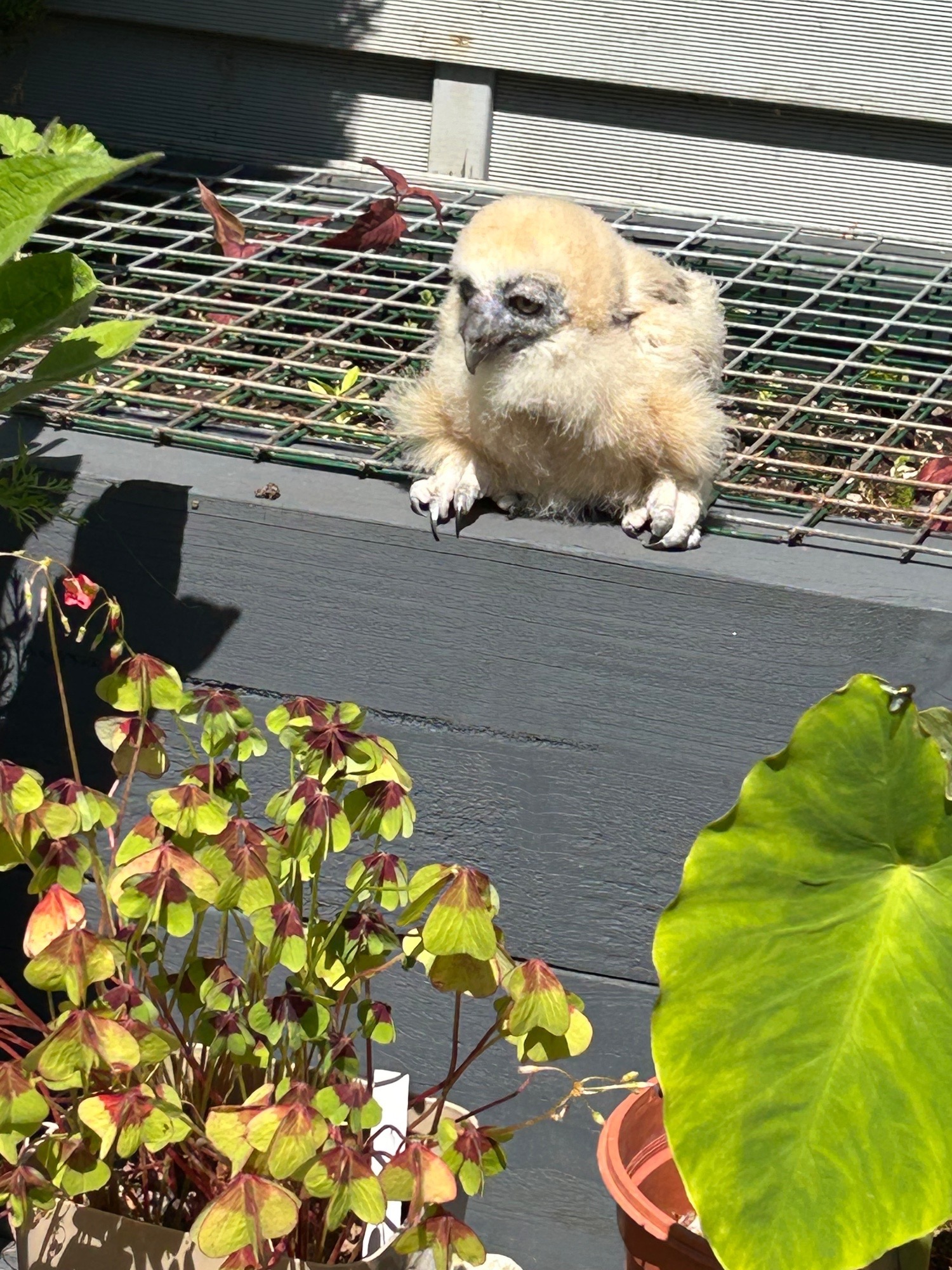 Owls