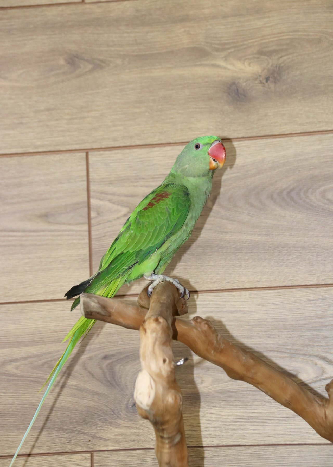 Baby Alexanderine Talking Parrot in {LOCATION}