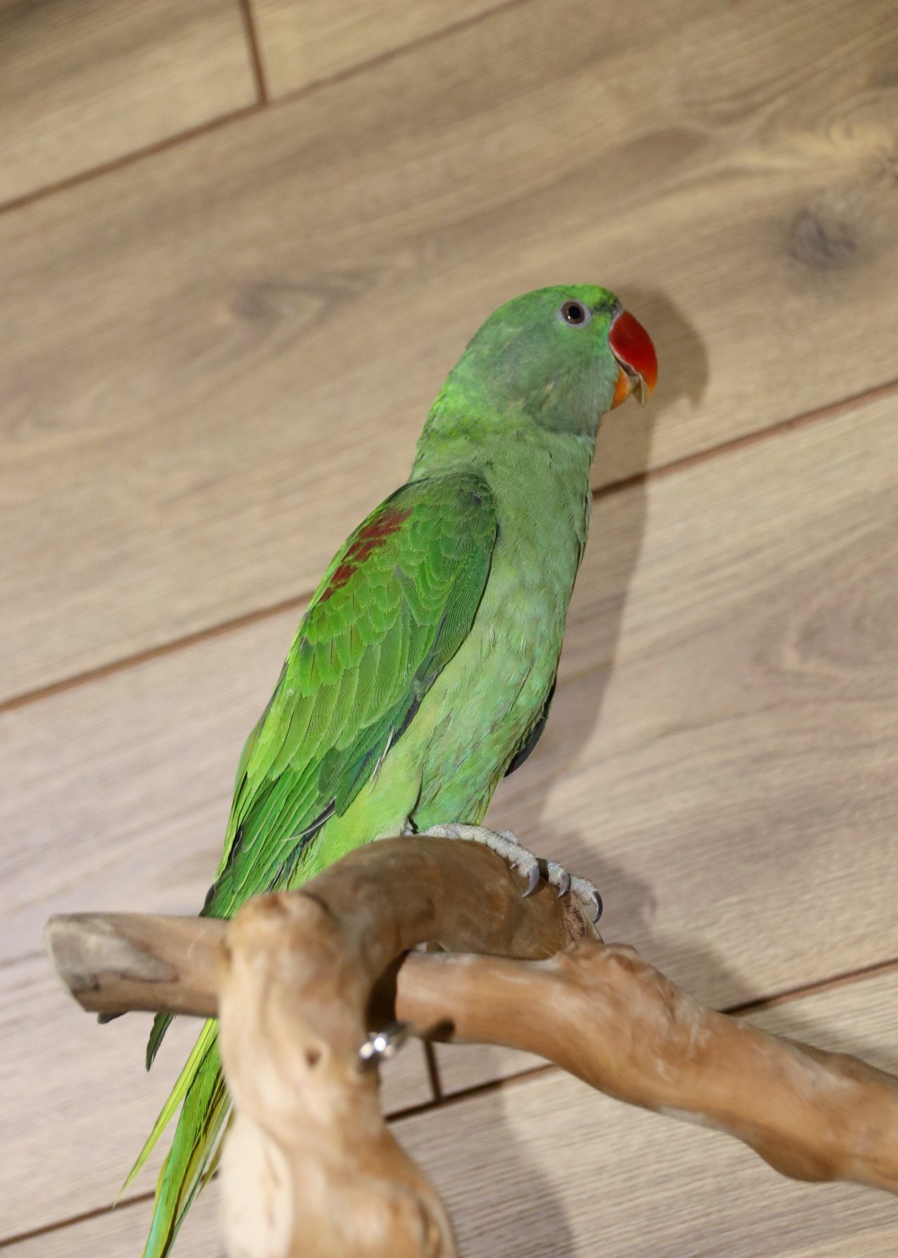 Other Parrots