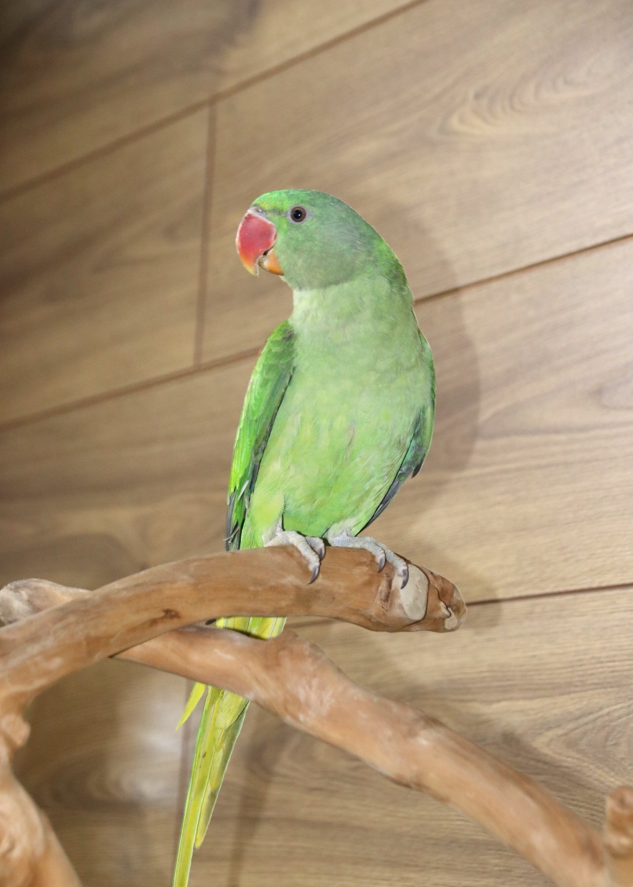 Other Parrots - {TYPE}