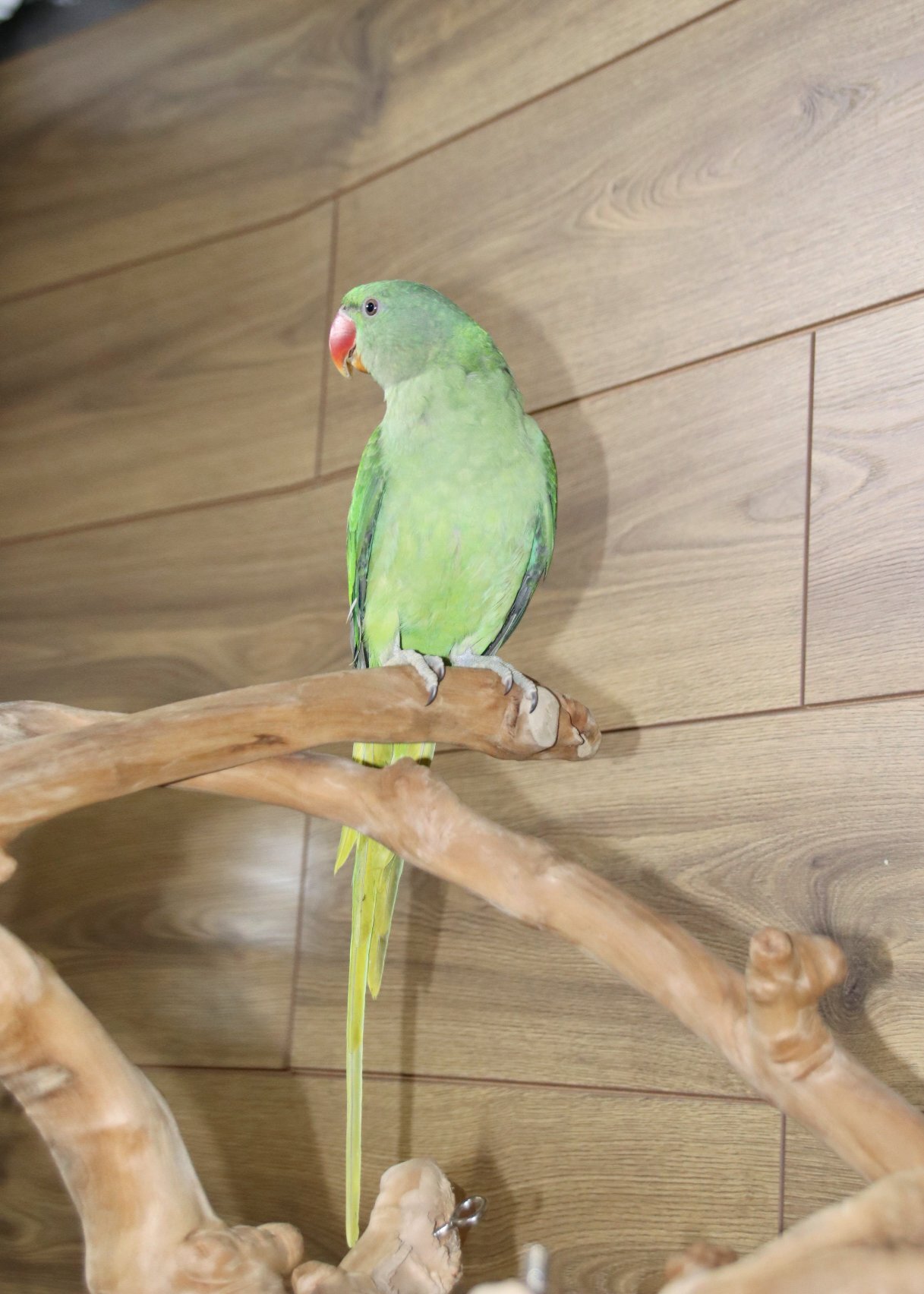 Other Parrots - Baby Alexanderine Talking Parrot