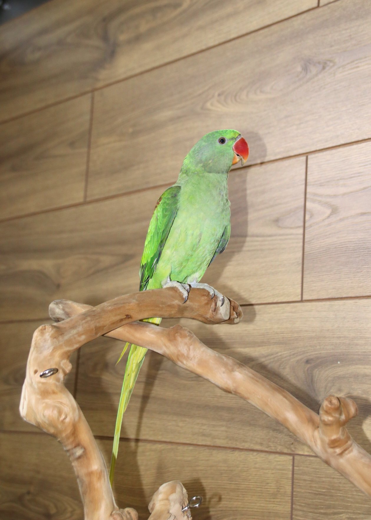 Baby Alexanderine Talking Parrot - Other Parrots