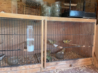 Greenfinches for sale 