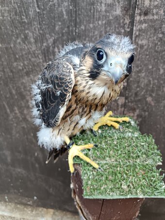 Male imprint Peregrine pure blood 