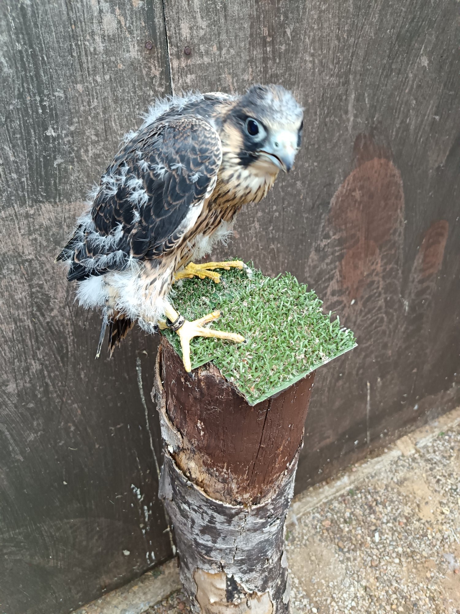 Falcons