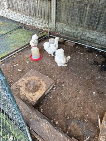  X3 Silkie Chickens 