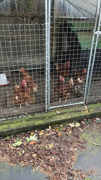 ISA Brown and Silkie Chickens 