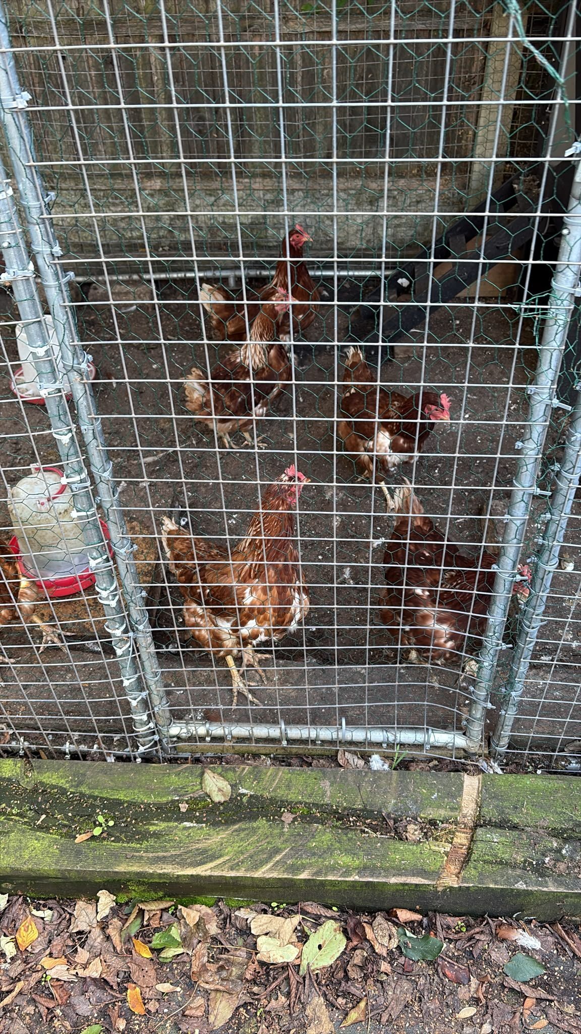 Chickens